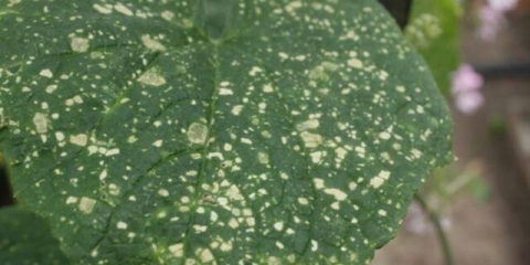 Bijela mušica (bijela mušica) na krastavcima: kako se boriti, šta učiniti, kako izgleda, recenzije